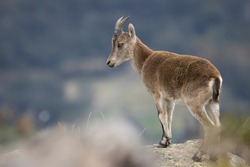 Mountain goat on a rock with great sharpness, blurred blurs in front of the animal and on a varied, striking and blurred background
