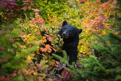This Black Bear was gorging herself on berries fattening herself up for her winter slumber.