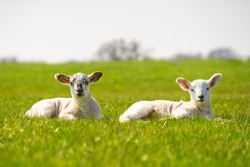 Two young lambs isolated in field resting and looking to camera