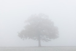 Solitary oak tree in very thick freezing fog. UK.