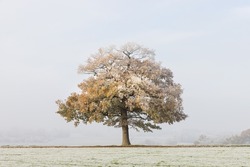 Solitary oak tree in a field covered in frost with a misty winter background. 