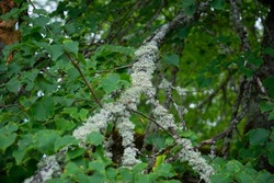 Lichen on tree branch. Lichen grows on wood