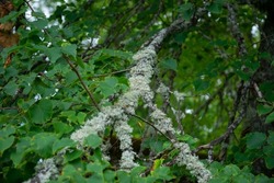 Lichen on tree branch. Lichen grows on wood