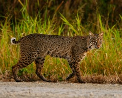 Bobcat strolling down a road in Florida