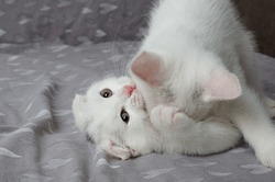 Mother cat plays with her kitten. Scottish fold white cat with kitten. Cute white cat face. Mother cat licks her little kitten