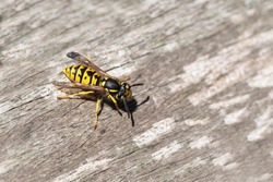 wasp or yellow jacket on weathered wood looking for material for the nest, the wasp plague in summer is dangerous for allergy sufferers, copy space