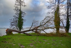 Storm damage, fallen bare tree on the meadow on the lakeside after heavy weather, cloudy sky, copy space