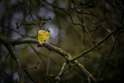Last yellow autumn leaf in the dark bare branches of an old tree, wabi sabi concept, symbol for transience and loneliness, copy space, selected focus, narrow depth of field