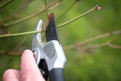 Rose pruning in spring, cutting a twig above a shoot bud with pruning shears, seasonal gardening, natural green background, copy space, selected focus, narrow depth of field