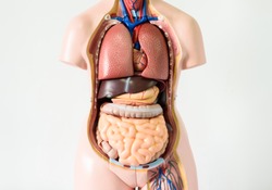 Anatomy human body model on white background.Part of human body model with organ system.Medical education concept.