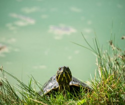 The European pond turtle (Emys orbicularis)through green grass,  in a park. Turtle getting off the water.