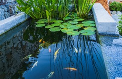 Rectangular homemade concrete pond with young colorful koi and water flowers. Backyard design element. Country lifestyle