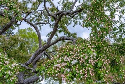 Branches are profusely strewn with white-pink tender buds of old flowering  Crabapple (Malus) tree against a cloudy sky in New England spring. Portsmouth, New Hampshire, USA