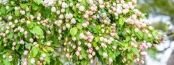 Panorama of young white-pink buds of a flowering Crabapple (Malus) tree among green leaves in May in Portsmouth, New Hampshire, USA