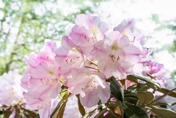 Azalia flowers. White-pink flowers of spring Azalia close-up in the garden under the rays of the sun