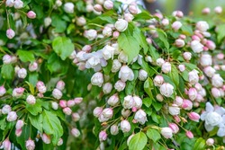 Young white-pink buds of a flowering Crabapple (Malus) tree among green leaves in May in Portsmouth, New Hampshire, USA