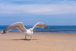 A white seagull on a beach in Massachusetts opened its wings before takeoff
