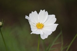 Lovely Daisy (Marguerite) isolated on Yellow background, including clipping path. Yellow, White, Green Color Mixed. USA