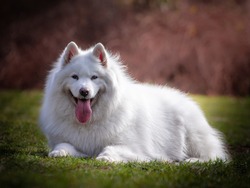 Samoyed Dog - Free Stock Photo by Tran Mau Tri Tam on Stockvault.net