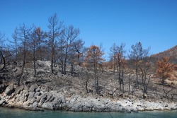 Burnt trees, charred trees after a forest fire or wildfire by the sea. Catastrophe and disaster. Seaside Wildfire.