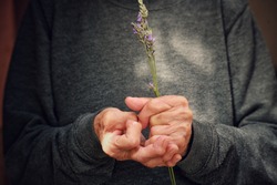 Old grandmother with deformity on both hands, arthritis,osteoporosis, rheumatism, holding lavender
