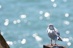 Seagull swimming in Sirmione in summer
