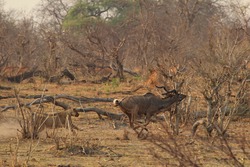 Lion chasing down kudu in Botswana 