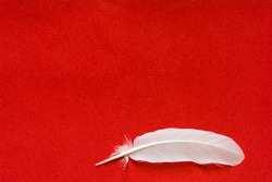 Bird feather on red background