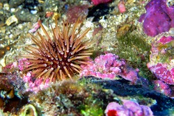 Sea Urchin  Paracentrotus lividus at Cabo Cope-Puntas del Calnegre Natural Park  Mediterranean Sea  Murcia  Spain  Europe 
