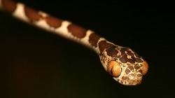 Blunthead Tree Snake  Imantodes cenchoa at Tropical Rainforest at Napo River Basin  Amazonia  Ecuador America