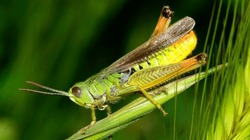 Grasshopper at Sierra de Guadarrama National Park  Segovia  Castilla y León  Spain  Europe