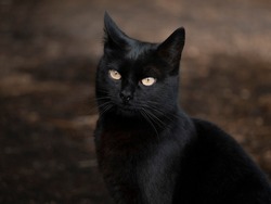 The black cat looking at camera