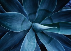 Close up the agave plant Agave Attenuata blue fox tail plant. Abstract floral trendy toned aqua menthe template pattern background