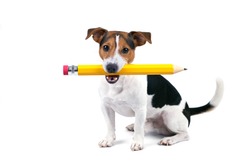 Portrait of cute young jack russell terrier dog sitting and hold large yellow pencil, isolated on white background, looking at camera. Back to school concept.