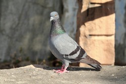 A pigeon bird sitting on a rock, india. Pigeon standing on terrace. Dove pigeon bird , pigeons bird photo, birds photography. full body pigeon dove bird  photo. single pigeon- dove birds