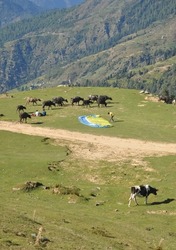 Mandi, Himachal Pradesh, India - 10 16 2021: A man folding parachute after paraglide with cattles walking on the mountain of Himachal Pradesh 