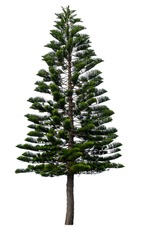 Green Norfolk pine tree isolated on white background, saved with clipping path. 