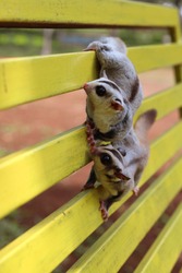 a couple of sugargliders share love each others. in the citypark. for wallpaper or background some commercial.