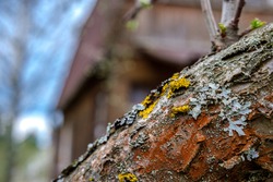 Harmful growths on a tree (lichen), which cover the trunks of garden trees and shrubs, can lead to serious damage to plants and loss of crop.