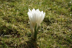 Beautiful white Crocus chrysanthus 