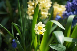 Miniature daffodil 