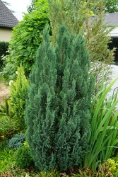 Hinoki cypress bonsai - Free Stock Photo by Tomas Adomaitis on ...