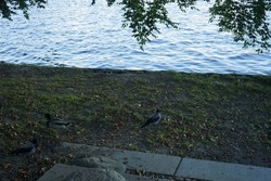 Corvus cornix birds and mallard ducks on the banks of the Spree River in the Mentzelpark. Berlin, Germany