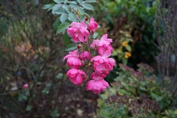 Ornamental rose 'Marion', cultivar Marion. Garden pink rose as an ornamental plant grown in the garden in November. Berlin, Germany