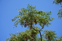 Melia azedarach, syn.: the chinaberry tree, pride of India, bead-tree, Cape lilac, syringa berrytree, Persian lilac, Indian lilac, or white cedar, is a species of deciduous tree in the mahogany family