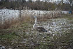 In the vicinity of the Wuhle River, a young mute swan winters, which did not fly to warmer climes. The mute swan, Cygnus olor, is a species of swan and a member of the waterfowl family Anatidae.