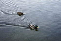 Mallard Ducks float down the Mueggelspree river. The mallard or wild duck, Anas platyrhynchos, is a dabbling duck. 12555 Berlin, Germany