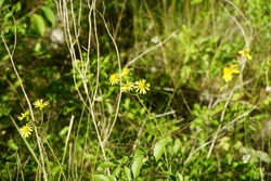 Senecio inaequidens blooms with yellow flowers in a meadow in July. Senecio inaequidens, narrow-leaved ragwort and South African ragwort, is a species of flowering plant in the daisy family Asteraceae