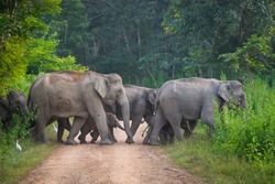 Wild elephant family from Kui Buri National Park