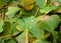 Fallen leaves of Ginkgo biloba. Raindrops on a fallen leaf. Macro shot with selective focus. Autumn wallpaper.